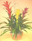 Bromiliads By Three